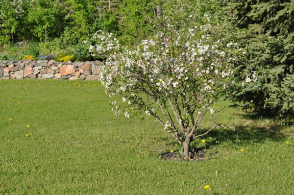 Карликовая вишня Драгоценный кармин – отличная находка для маленьких дачных участков